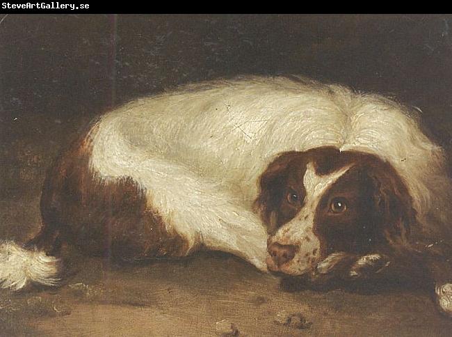 Johann Christoph Rincklake A sporting dog lying down